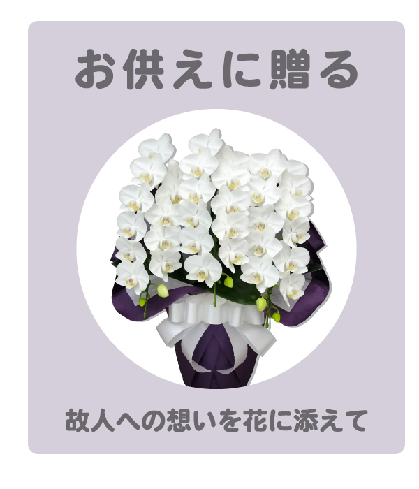 胡蝶蘭の専門店 オーキッドハウス - Yahoo!ショッピング