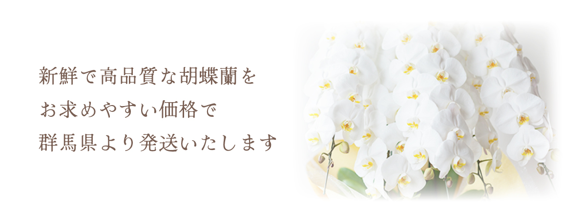 胡蝶蘭の専門店 オーキッドハウス - Yahoo!ショッピング