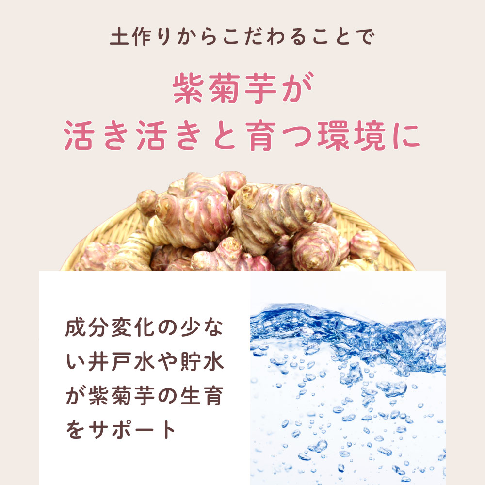 国産 紫菊芋茶