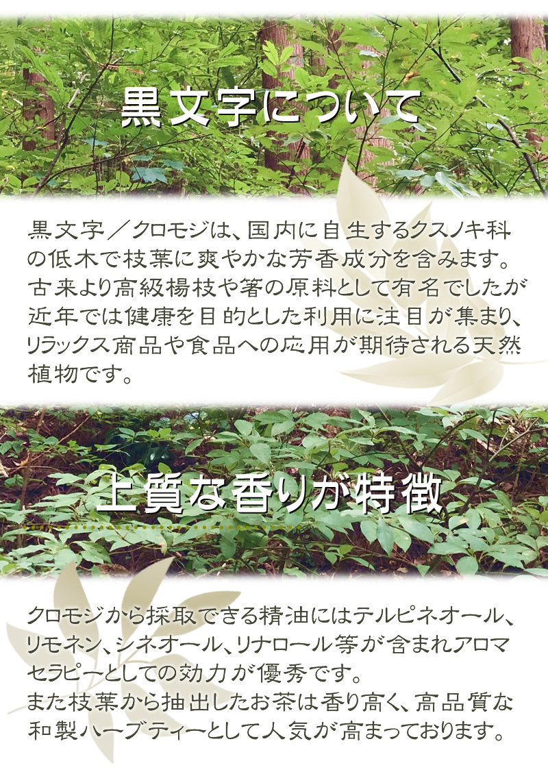 クロモジは、国内に自生するクスノキ科の低木で枝葉に爽やかな芳香成分を含みます
