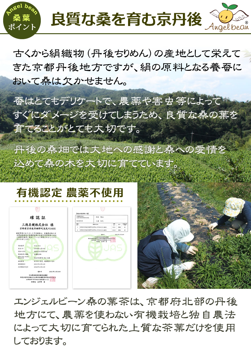 良質な桑を育む京都 丹後地方の桑畑では大地への感謝と桑への愛情を込めて桑の木を大切に育てています。
