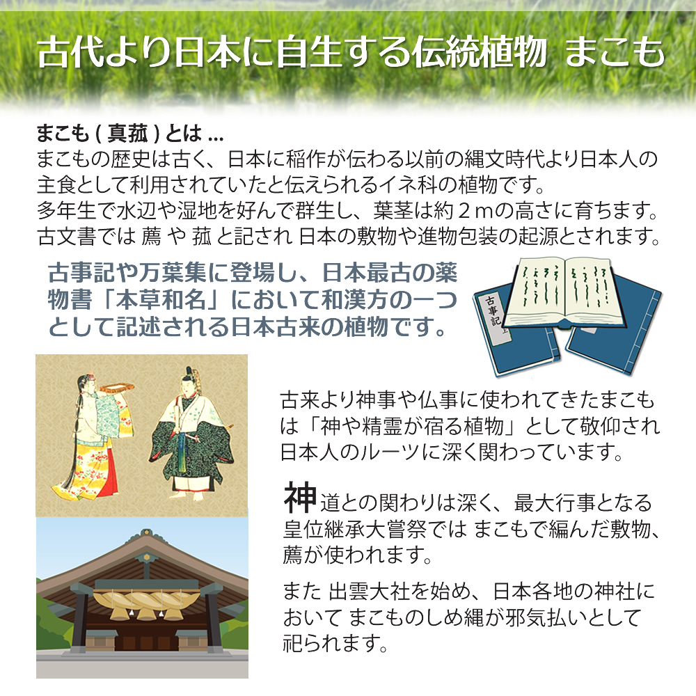 まこも（真菰）とは