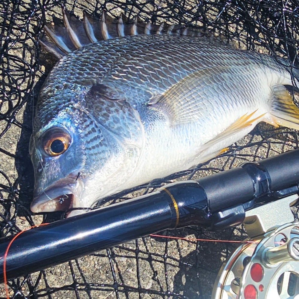 クロダイ釣り竿 おり釣具 フライデー 黒鯛ヘチ釣りセット240 フライデー 黒鯛ヘチ