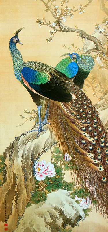 1.孔雀