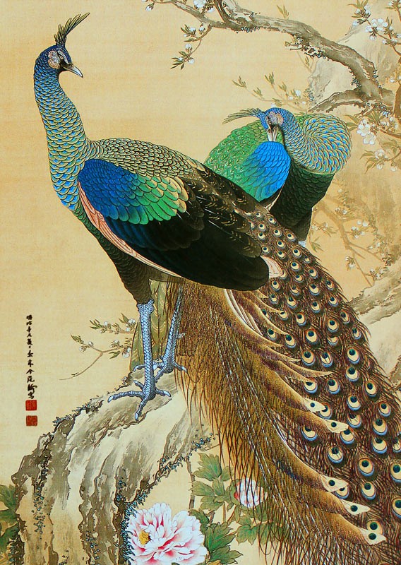 1.孔雀