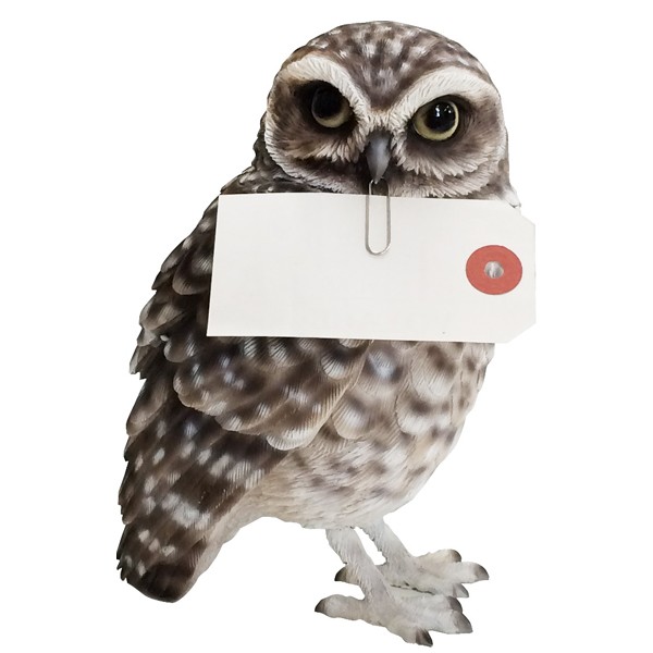 birdie-bill-burrowing-owl_01.jpg
