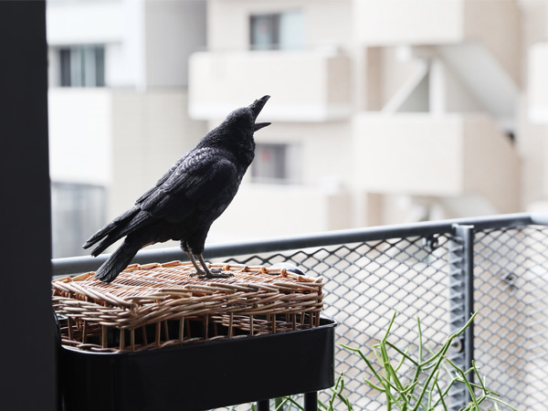 バカラ オベリスク 高さ38センチ オブジェ 置物 magnet カラス オブジェ 置物 リアル ペットバンク カラス ジャングル