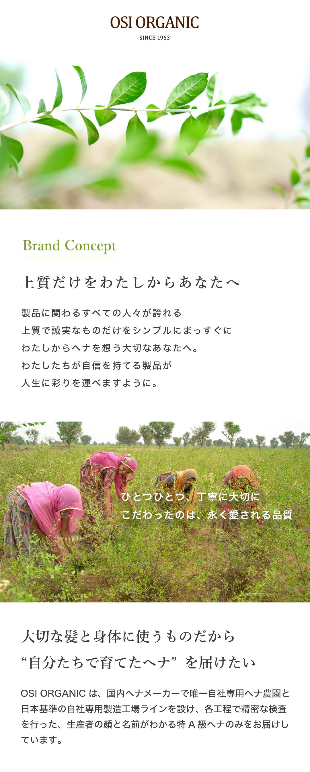 OSI ORGANIC ハラールヘナ HALAL HENNA オーガニックオレンジ 100g/3.6