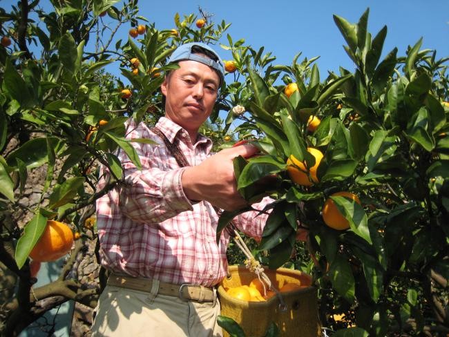 みかん農家直送 おそぐち農園 - Yahoo!ショッピング