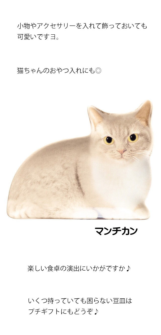 豆皿 猫 小皿 プレート 食器 DECOLE リアル猫 転写 陶器 電子レンジOK 箱入り 猫 雑貨 小物 グッズ ねこ ネコ 猫柄 猫雑貨 猫グッズ  かわいい