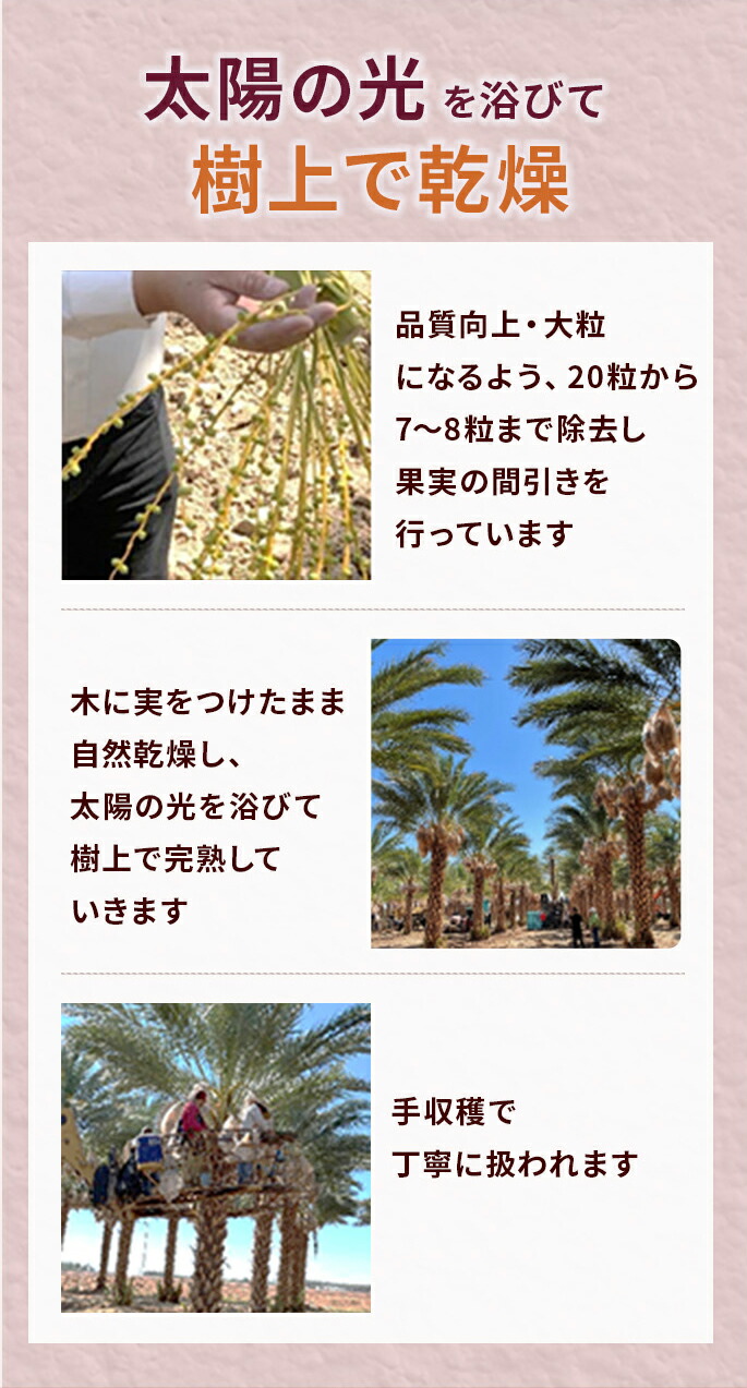 太陽の光を浴びて樹上で乾燥