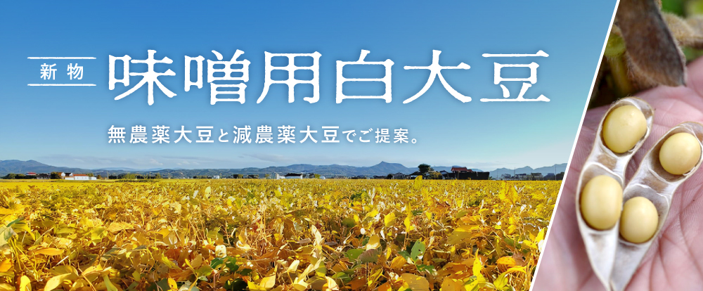 味噌用白大豆