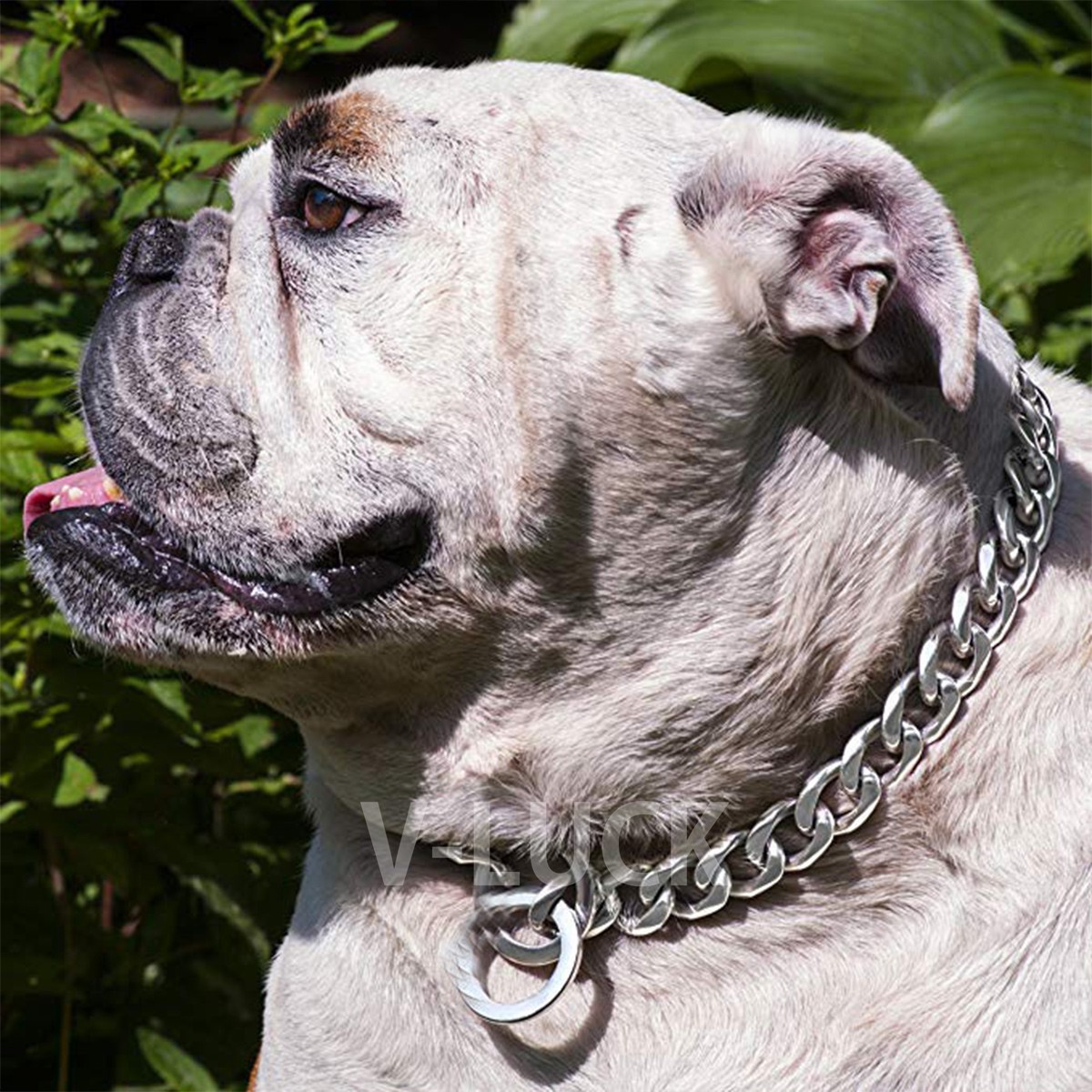 犬用チェーン首輪 ステンレス製 トレーニング用 チョークタイプ 大型犬対応 ゴールド シルバー しつけ用 丈夫 錆びにくい |  | 05