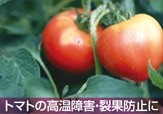 トマトの高温障害・裂果防止