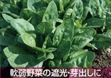 軟弱野菜の遮光・芽出し