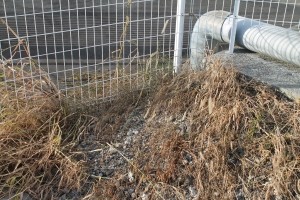 グリホタイガー 散布10日後