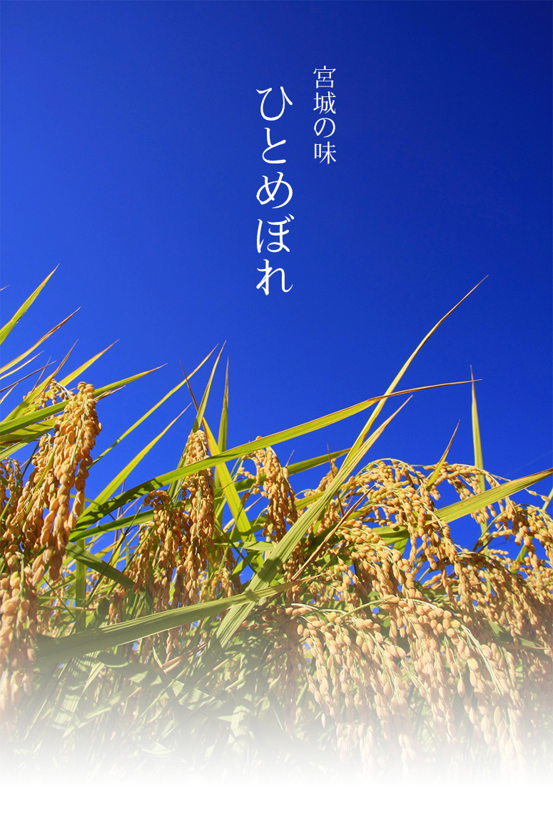 ひとめぼれ ひとめぼれ 5kg 5kg1袋 宮城県産 令和6年産 お米