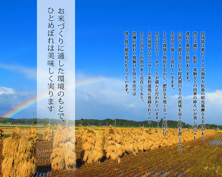 リー　ひとめぼれ　5袋 お一家族様1点まで】【令和6年産】宮城県産 ひとめぼれ 5kg