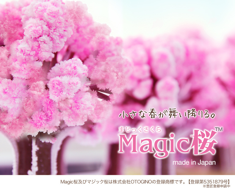 マジック桜 Magic桜 12時間で咲く感動のサクラ おうち花見 室内屋内