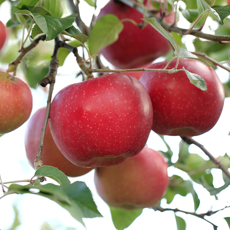 夏りんごの代表格‼︎青森県産りんご 葉とらずつがる