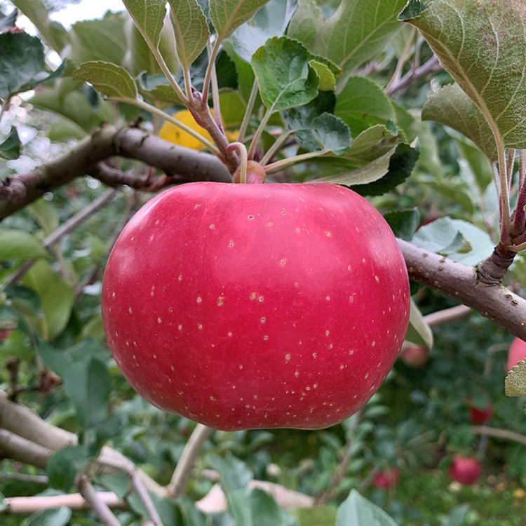 夏りんごの代表格‼︎青森県産りんご 葉とらずつがる