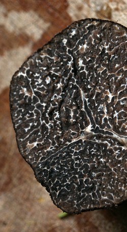 トリュフオイルとは