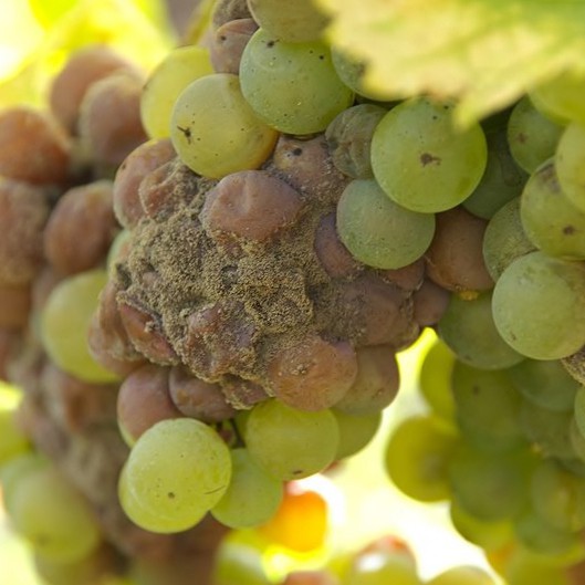 貴腐ワインとは