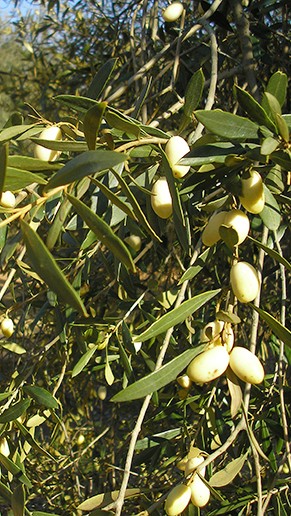 幻の白オリーブ