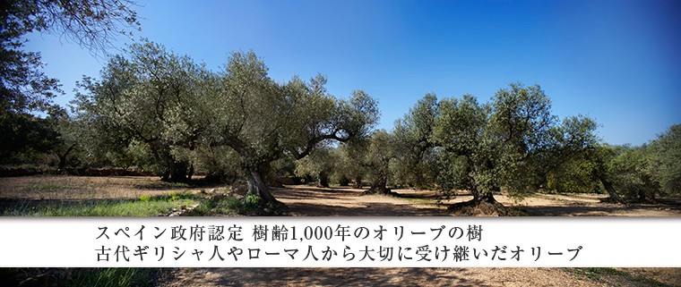 スペイン政府認定の樹齢1000年のオリーブ