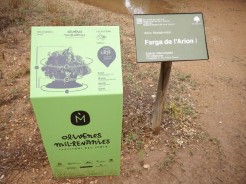 スペイン政府認定の樹齢1,000年を超えたオリーブの樹