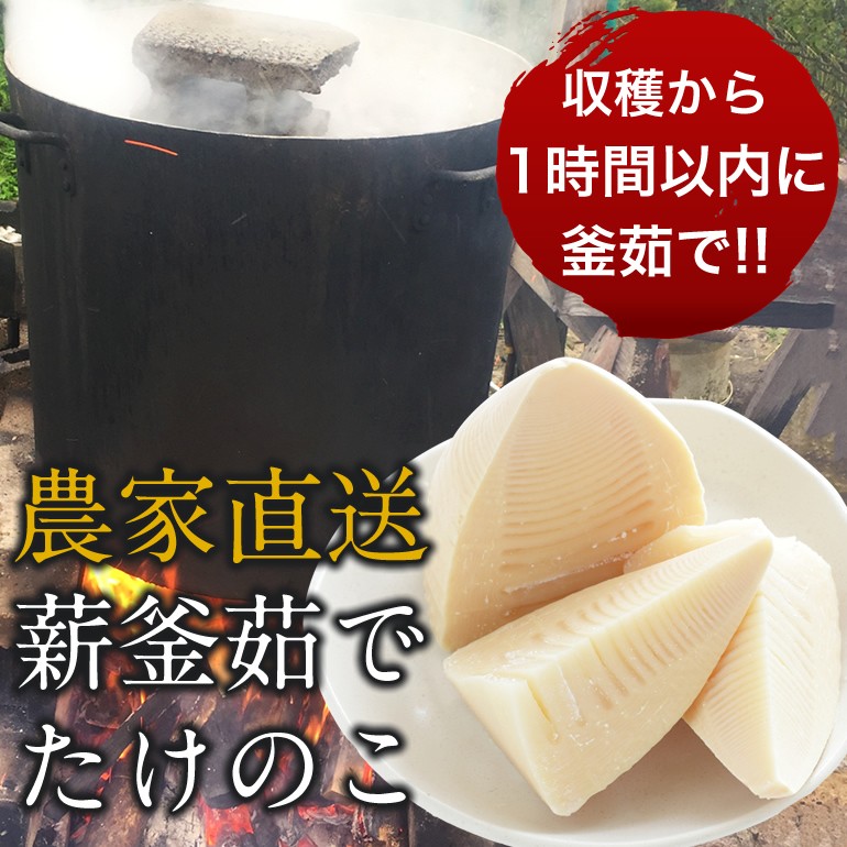 よっちゃん農場 岩出山 宮城県 たけのこ 農家直送 朝採れ 朝掘り