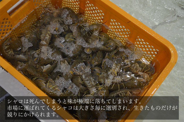 シャコ