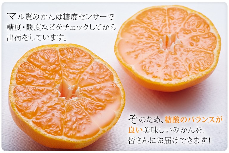 マル賢みかん