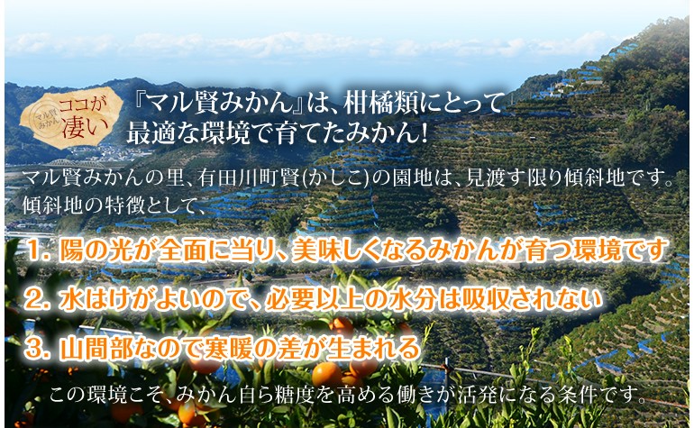 マル賢みかん