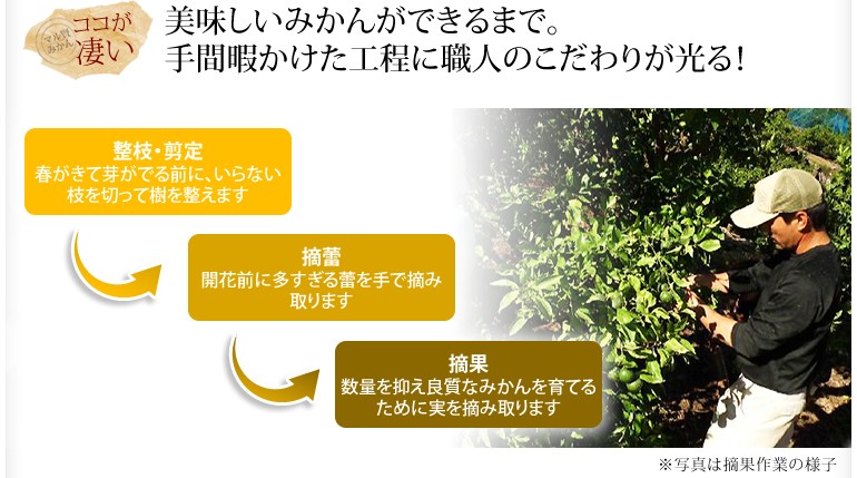 マル賢みかん