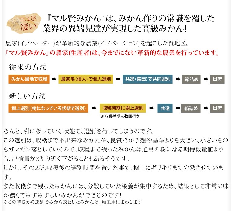 マル賢みかん