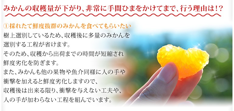マル賢みかん