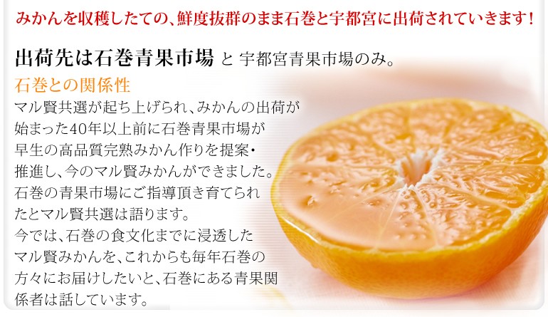 マル賢みかん