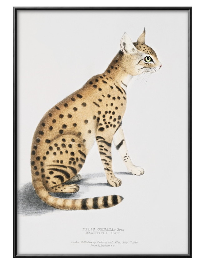 Yahoo! Yahoo!ショッピング(ヤフー ショッピング)アート ポスター おしゃれ 絵画 インテリア 0352 トーマス・ハードウィック Asiatic Wildcat A3サイズ 北欧 イラスト マット紙 管理ID: