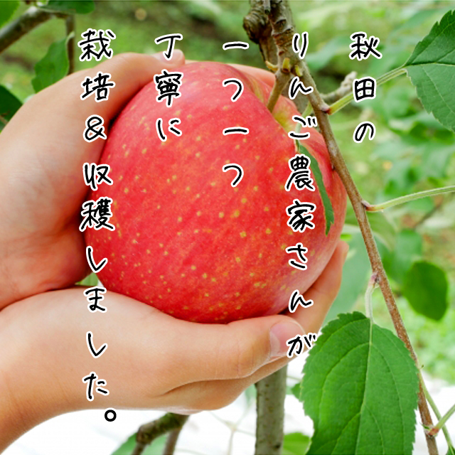 秋田県産　秋田紅あかり　10キロ 秋田産りんご 紅あかり 10kg Lサイズ 24-32玉 出荷期間:11月下旬〜12月