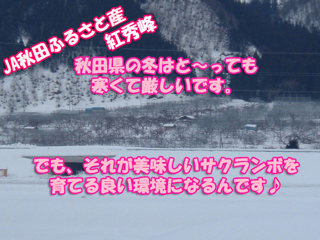 さくらんぼ,紅秀峰