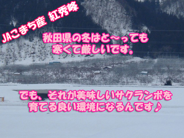 さくらんぼ,紅秀峰