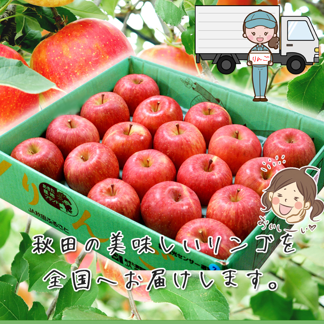 秋田県産 りんご サン ふじ 10kg Lサイズ 32玉〜36玉 出荷期間:11月