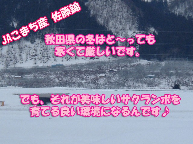 さくらんぼ,佐藤錦