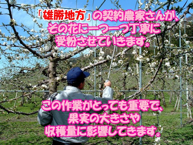 さくらんぼ,佐藤錦
