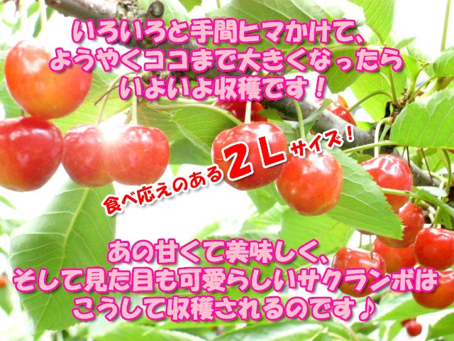 さくらんぼ,佐藤錦