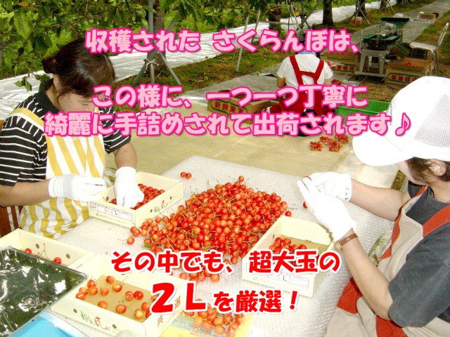 さくらんぼ,三関,佐藤錦