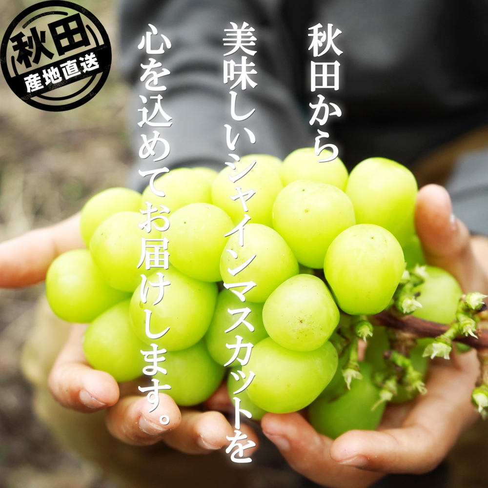 シャインマスカット 大房 1房 化粧箱入 秋田産 大粒 ぶどう 出荷期間9月中旬〜10月下旬 |  | 05