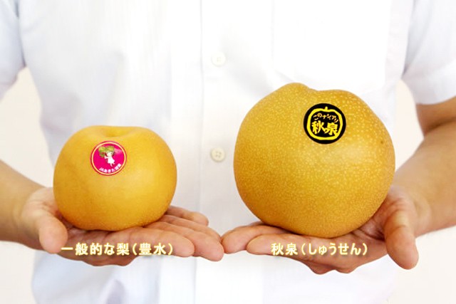 秋泉梨