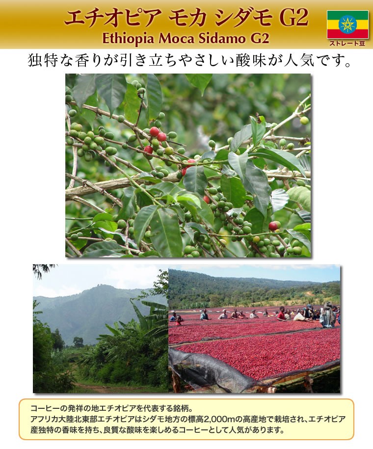 エチオピア モカ シダモ G2】500g自家焙煎コーヒー豆ストレート